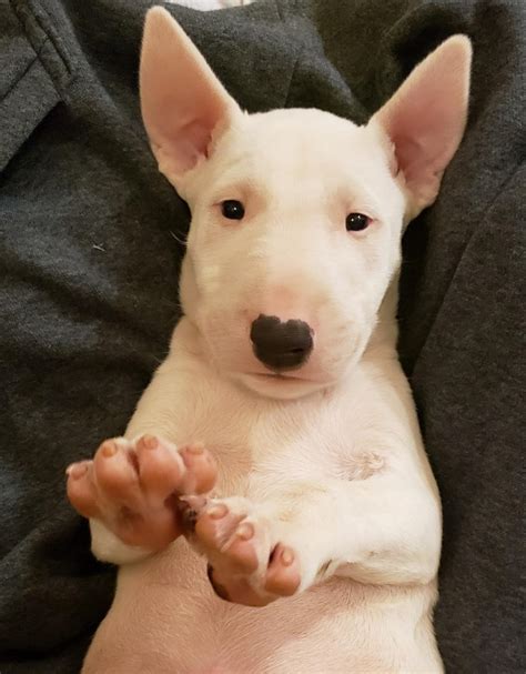 4 weeks old. . Bull terrier puppy for sale near me